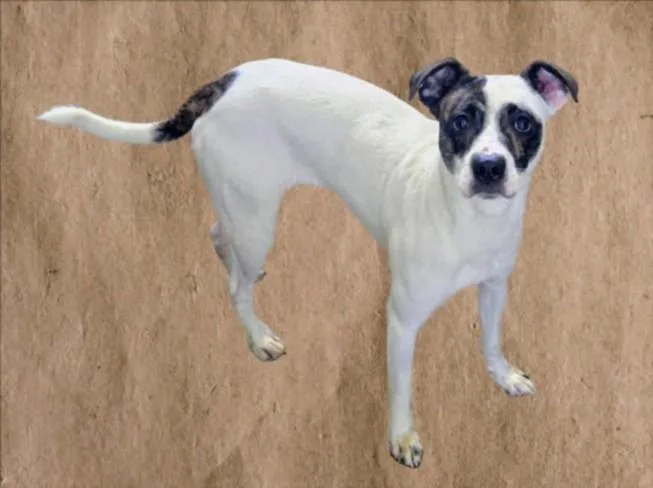 A young medium-sized male Parson Russell Terrier dog named Pepino for adoption in Chatsworth, CA