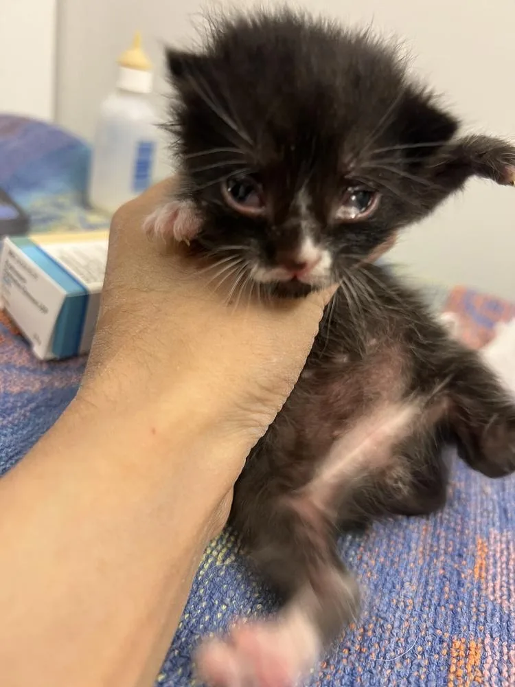 A baby small-sized male Domestic Short Hair cat named Cosmo for adoption in New York, NY