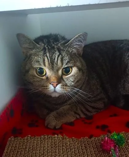 An adult large-sized male Exotic Shorthair cat named Rowan for adoption in Traverse City, MI