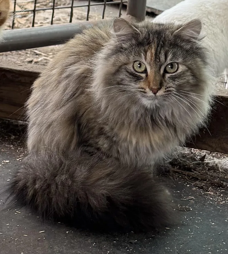 A young medium-sized female Tortoiseshell Domestic Medium Hair cat named Rosalie for adoption in Dunnigan, CA