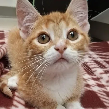 A young small-sized male Orange & White Domestic Short Hair cat named Astro for adoption in Belmont, NY