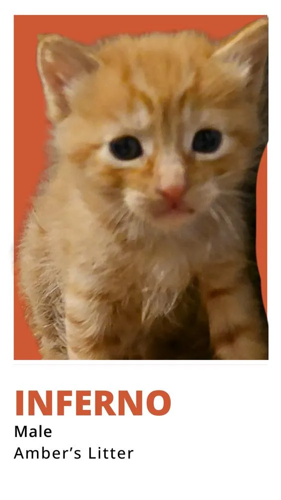 A baby small-sized male Tabby (Orange / Red) Domestic Short Hair cat named Inferno for adoption in Pacifica, CA