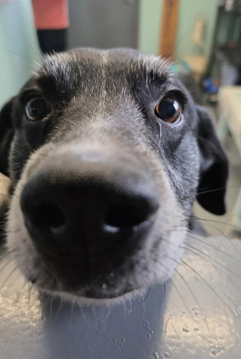 Harley  Please  thumbnail 3