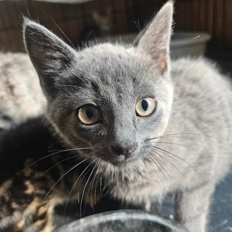 A baby small-sized male Gray / Blue / Silver Domestic Short Hair cat named Tartaric for adoption in Watertown, NY