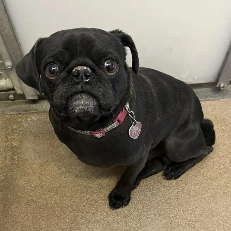 An adult small-sized male Black Pug dog named Toby for adoption in Hurricane, UT