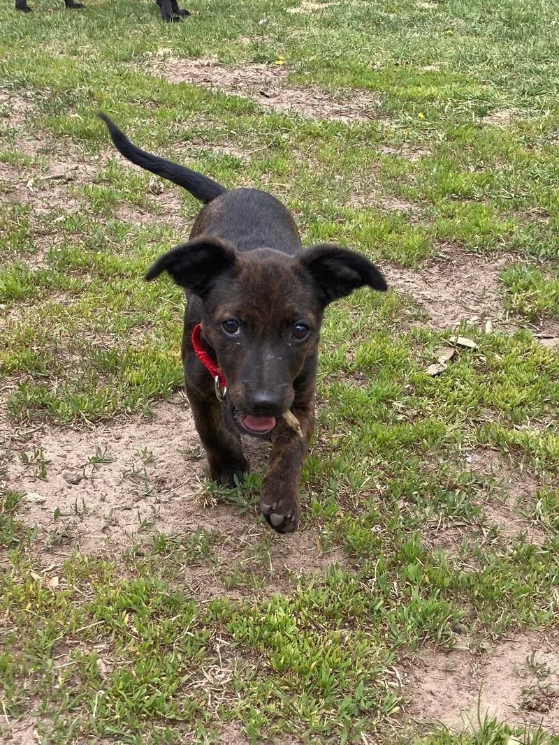 A baby medium-sized female Dachshund dog named Suki for adoption in New London, WI