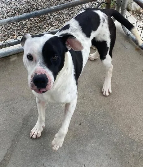 An adult medium-sized male White / Cream Pit Bull Terrier dog named Oreo for adoption in Manning, SC