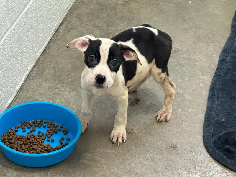 A baby small-sized male Mixed Breed dog named Cheerio for adoption in Jonesboro, AR