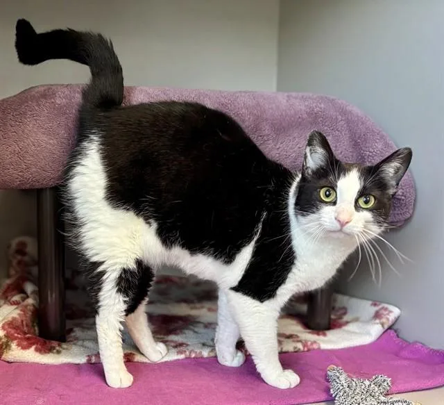 An adult medium-sized female Domestic Short Hair cat named Sally for adoption in Kalamazoo, MI