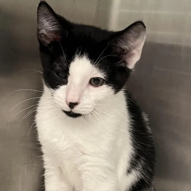 A baby small-sized male White Domestic Short Hair cat named Cowboy for adoption in Calverton, NY