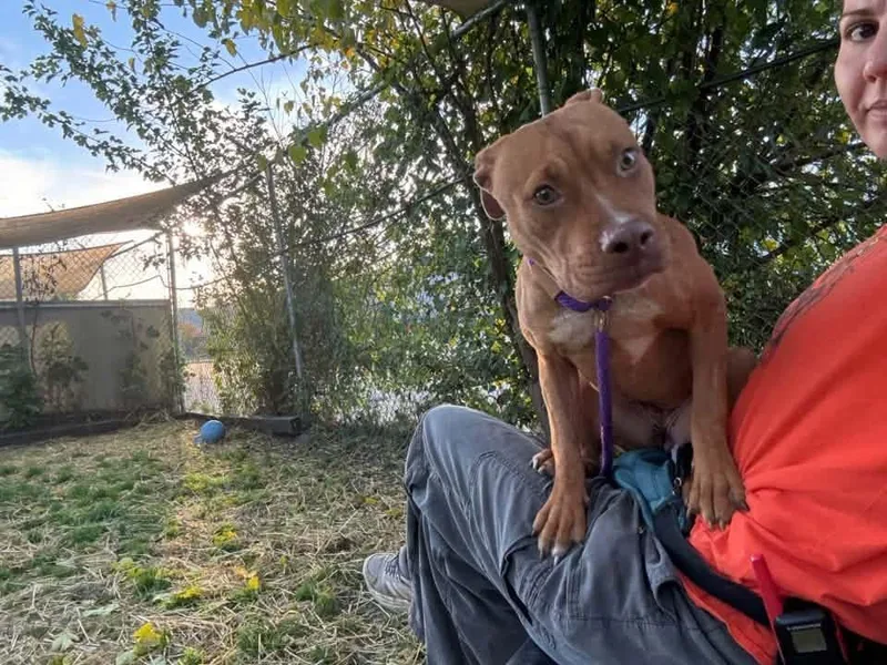A young medium-sized female Brown / Chocolate Pit Bull Terrier dog named Garnet for adoption in Chicago, IL