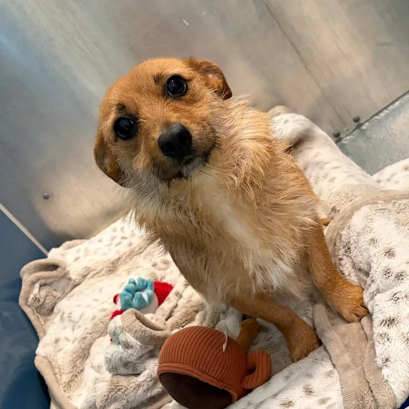 A young small-sized female Yellow / Tan / Blond / Fawn Terrier dog named Betsy Boop for adoption in Chesapeake, VA