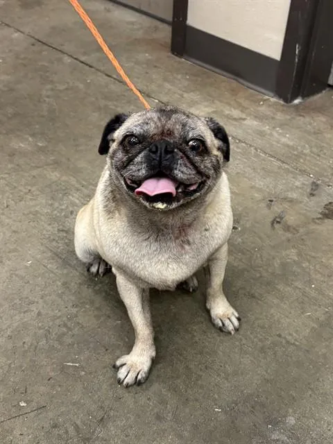 An adult small-sized female Pug dog named Nancy for adoption in Ontario, CA