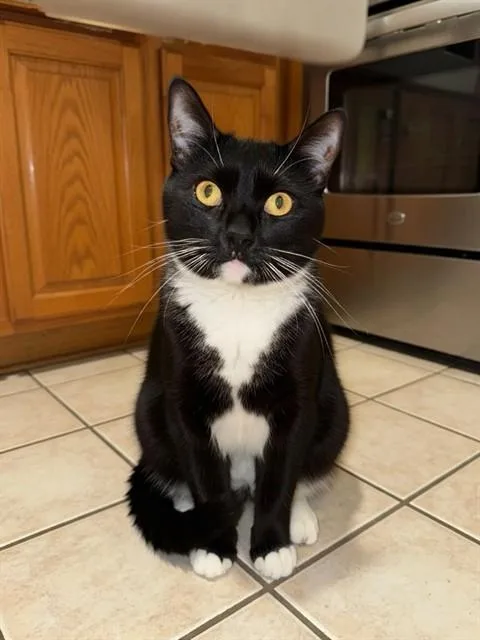A young medium-sized female Domestic Short Hair cat named Leia for adoption in Agoura, CA