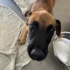 A baby small-sized male Black German Shepherd Dog dog named Birch for adoption in Buellton, CA