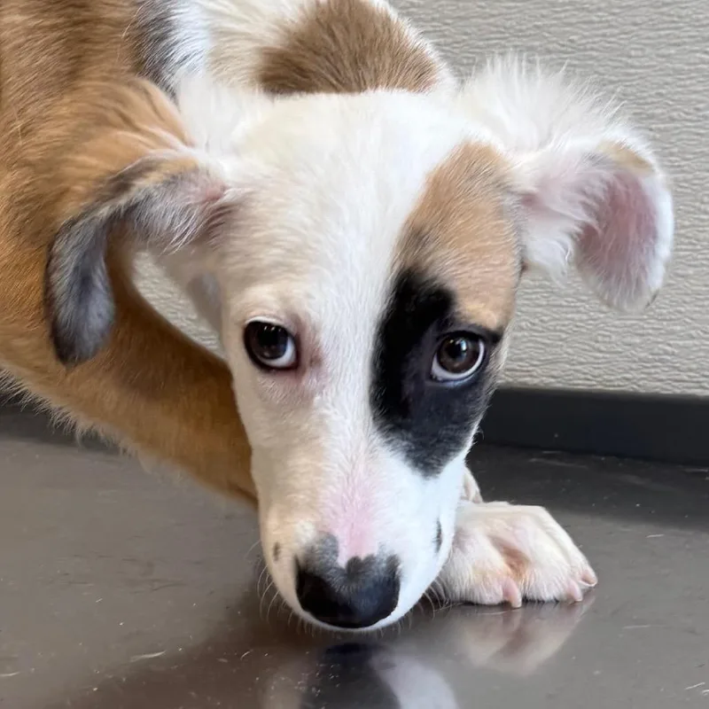 A baby medium-sized female Mixed Breed dog named Dorothy for adoption in Las Cruces, NM