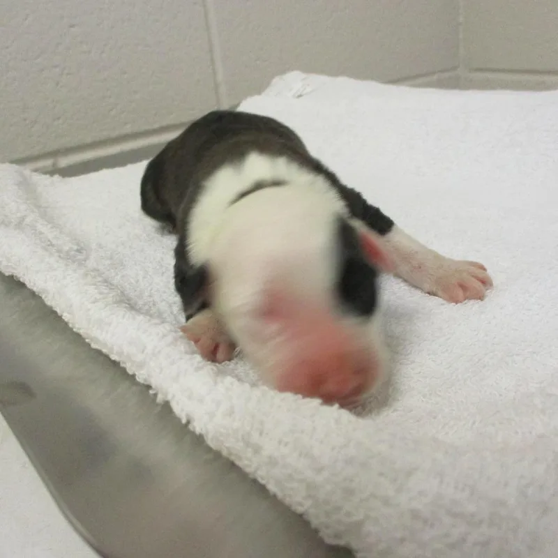 Dorothy thumbnail 5