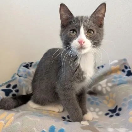 A baby small-sized male Gray & White Domestic Short Hair cat named Champ for adoption in Rochester, MN