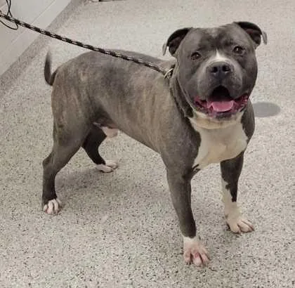 An adult extra large-sized male Gray / Blue / Silver Pit Bull Terrier dog named Crawdaddy for adoption in Kansas City, MO