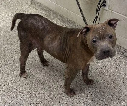 An adult large-sized male Gray / Blue / Silver Pit Bull Terrier dog named Wade for adoption in Kansas City, MO