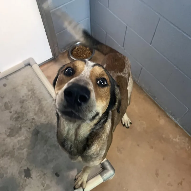 An adult medium-sized male Brown / Chocolate American Staffordshire Terrier dog named Keny for adoption in Kyle, TX