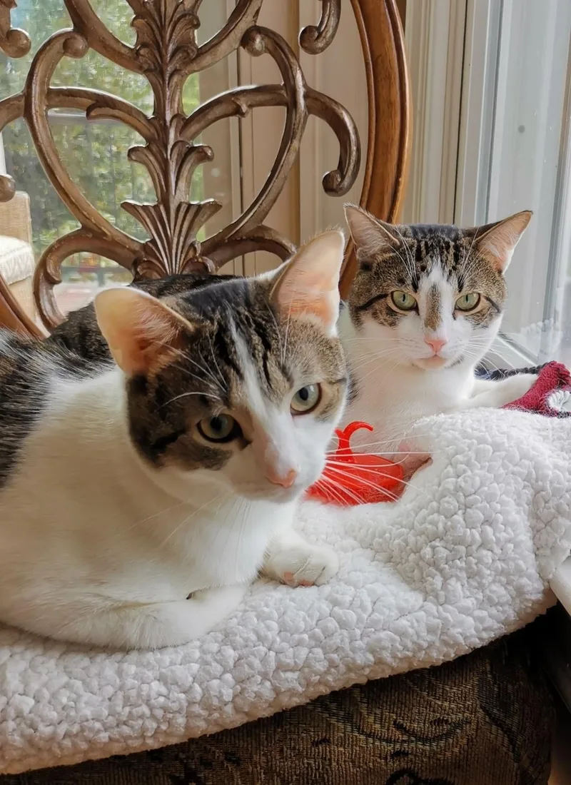 Vaska & Murzik thumbnail 2