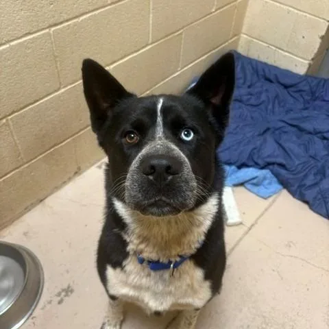 An adult medium-sized female Black Husky dog named Isabella Rosalini for adoption in Grass Valley, CA