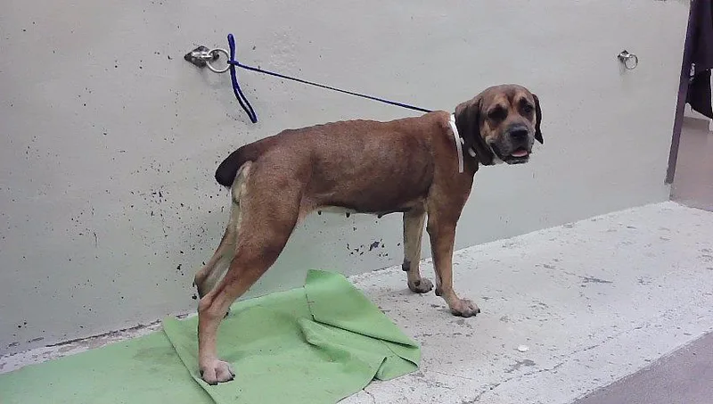 An adult large-sized female Mastiff dog named Cloe for adoption in Houston, TX