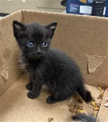 A baby small-sized male Domestic Short Hair cat named Eduardo for adoption in Conroe, TX