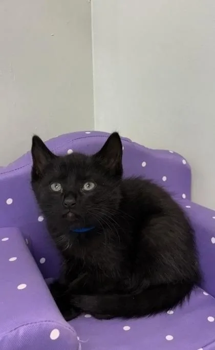 A baby medium-sized male Domestic Short Hair cat named Blockbuster for adoption in Picayune, MS