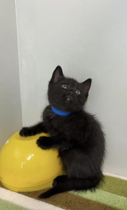 Blockbuster thumbnail 2