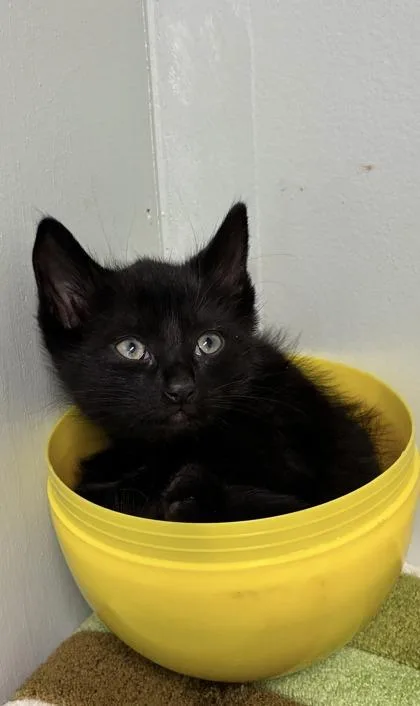 Blockbuster thumbnail 3