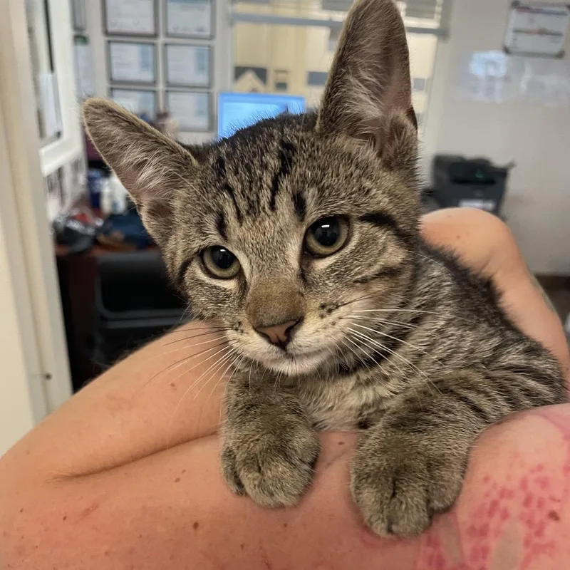 A baby small-sized male Brown / Chocolate Domestic Short Hair cat named Gill for adoption in Gloucester, VA