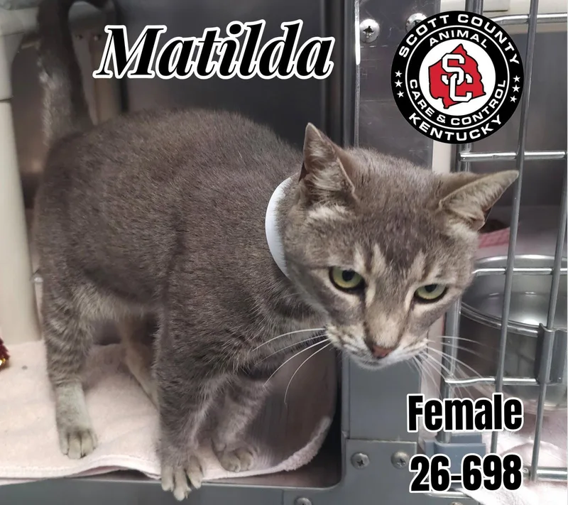 An adult small-sized female Domestic Short Hair cat named Matilda for adoption in Georgetown, KY