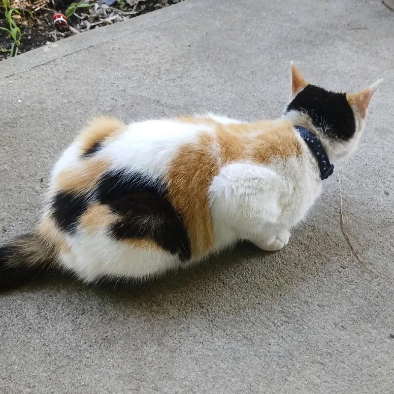 Missy