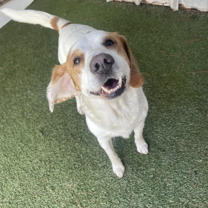 A senior medium-sized male Hound dog named Buddy for adoption in Baton Rouge, LA