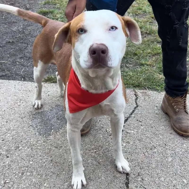 An adult large-sized male Red / Chestnut / Orange Mixed Breed dog named Luther Stray Hold for adoption in Huntington, WV