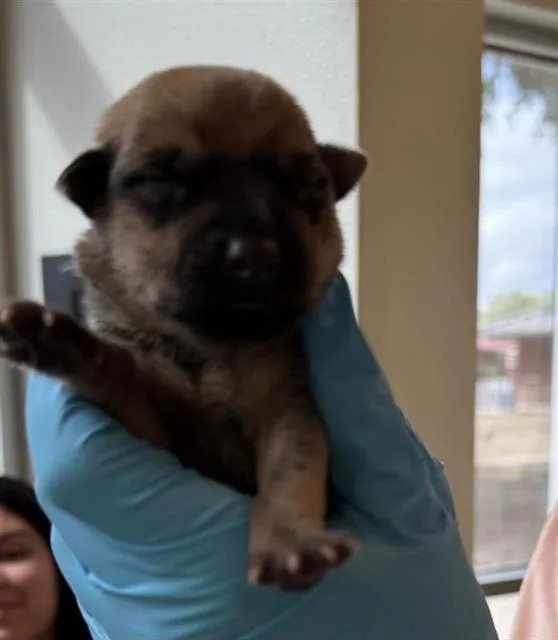 A baby small-sized male Husky dog named Blaze for adoption in San Antonio, TX