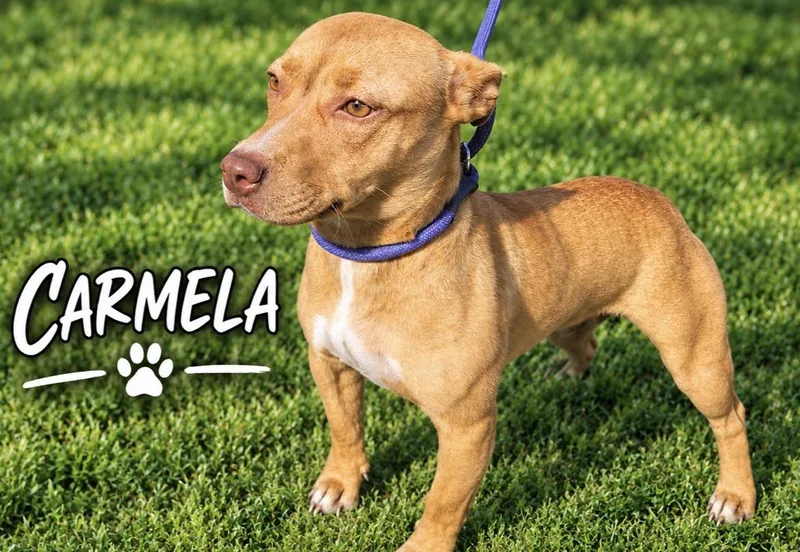 A young medium-sized female Pit Bull Terrier dog named Carmella for adoption in Newport, TN