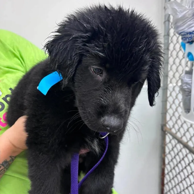 A baby medium-sized male Black Mixed Breed dog named Joey for adoption in Fredericksburg, VA