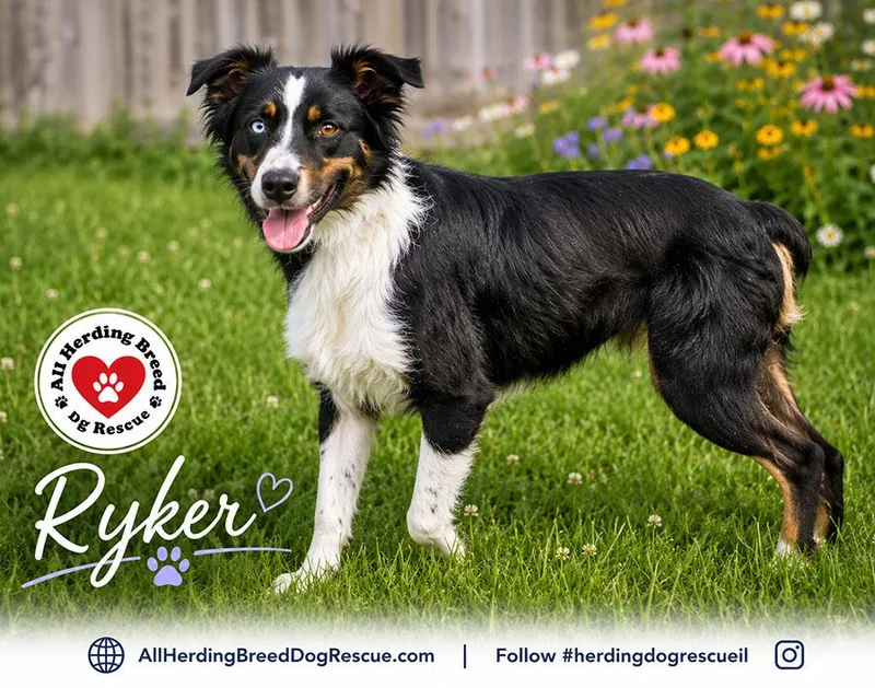 Ryker