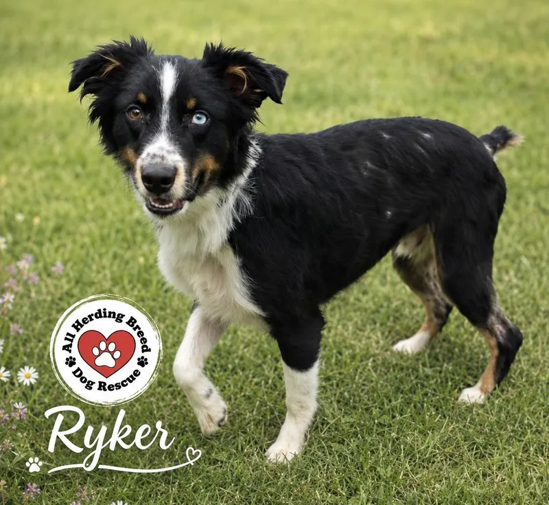 Ryker thumbnail 4