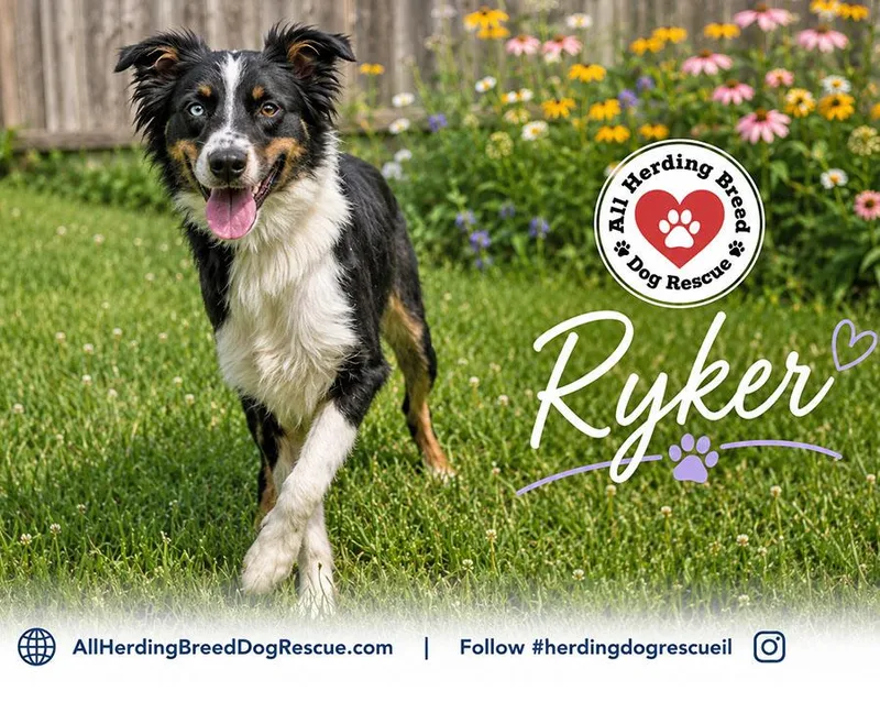 Ryker thumbnail 5