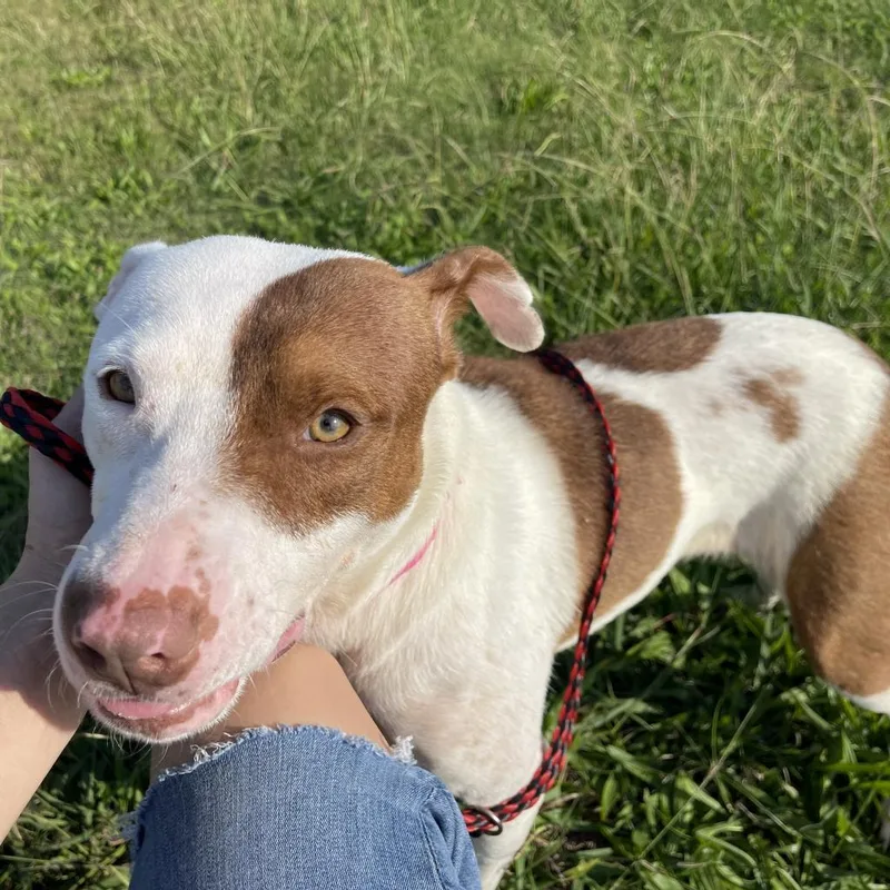 An adult large-sized female Yellow / Tan / Blond / Fawn Mixed Breed dog named Baby Girl Was  for adoption in Jefferson city, TN