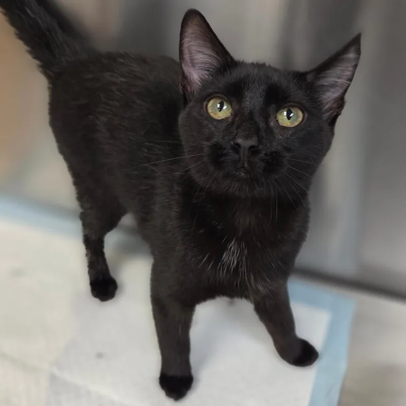 A young medium-sized female Black Domestic Short Hair cat named Baby Cat for adoption in Sarasota, FL