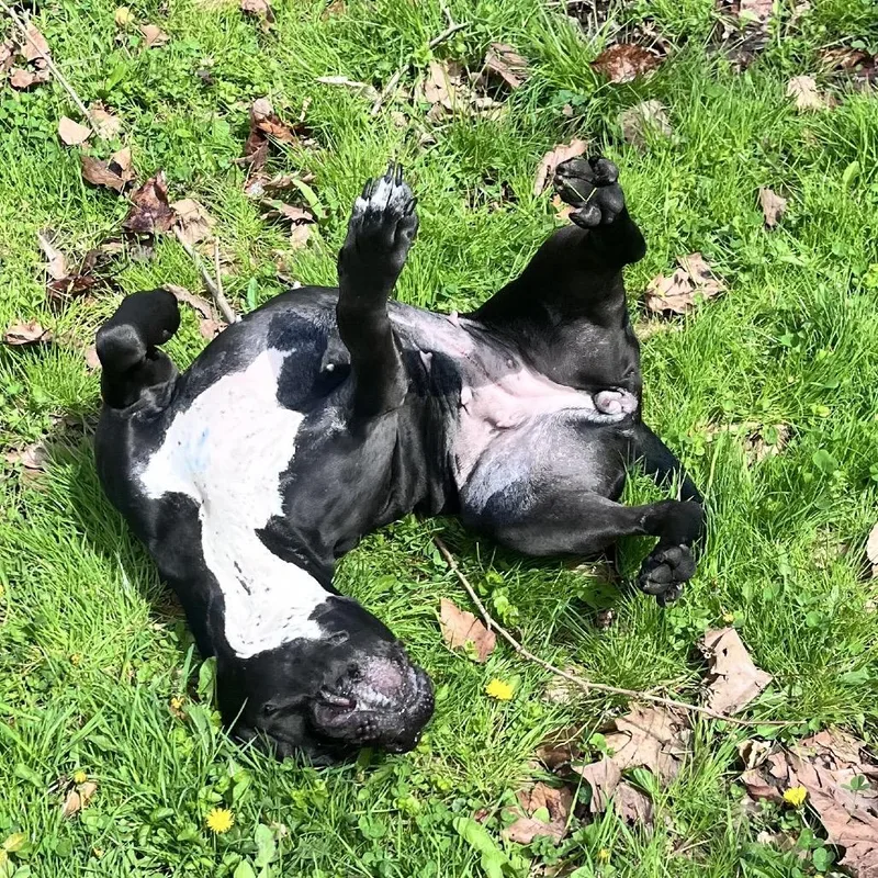 An adult medium-sized female Black Mixed Breed dog named Dunkin Aka Zeena for adoption in Charleston, WV