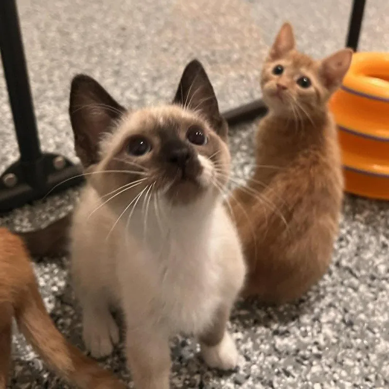 A baby medium-sized male Buff / Tan / Fawn Siamese cat named Loquat for adoption in Candler, NC