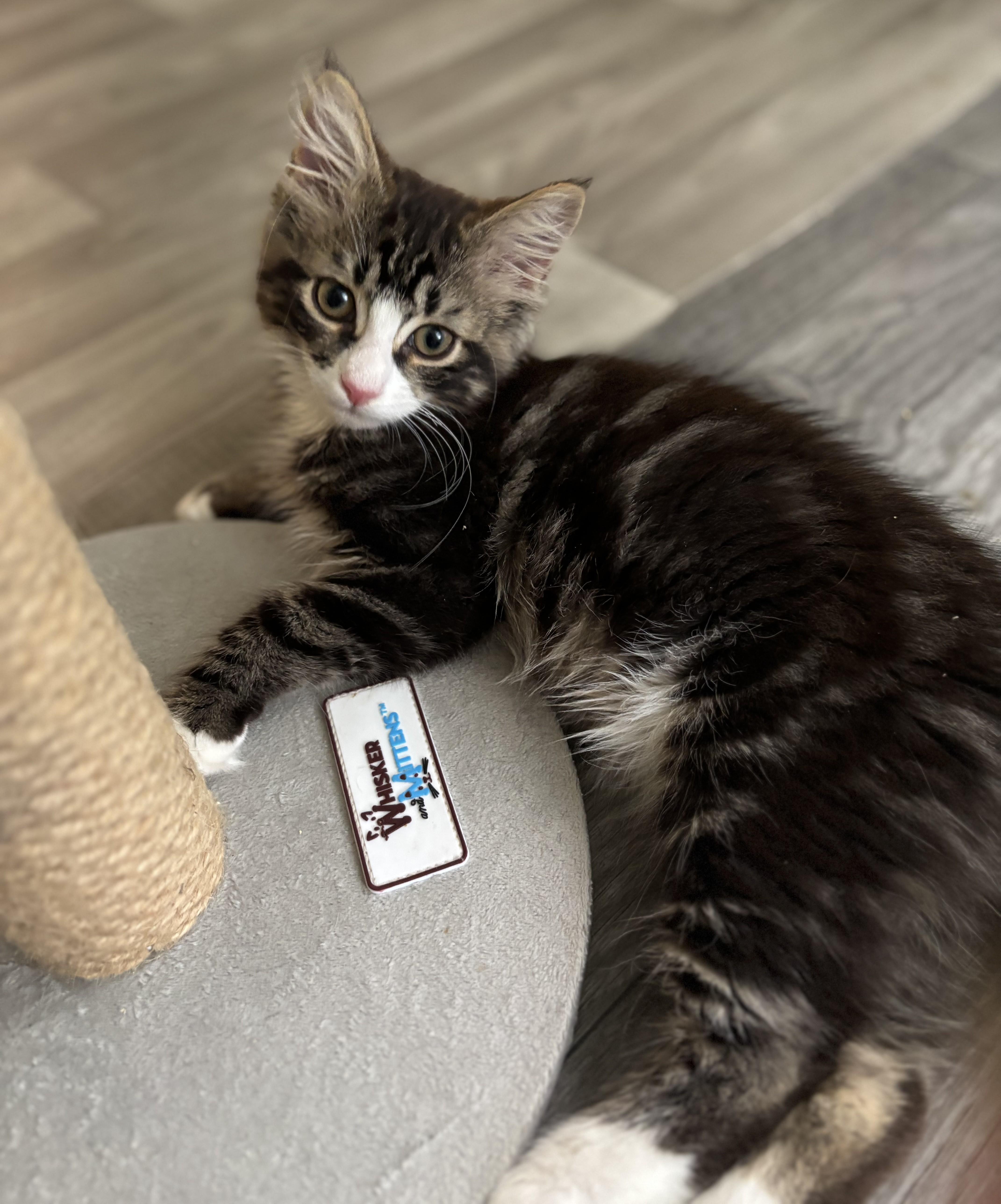 A baby medium-sized male Tabby (Brown / Chocolate) Domestic Medium Hair cat named Cassius for adoption in Hudson, NY