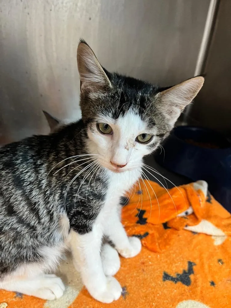 A baby small-sized male Domestic Short Hair cat named Franky for adoption in Hopkinsville, KY