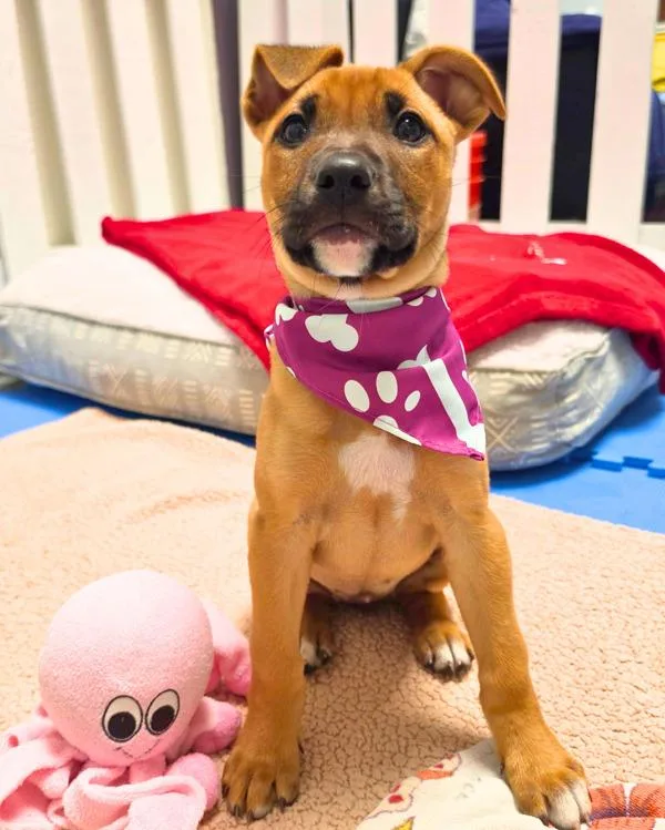 A baby medium-sized female Shepherd dog named Dolly for adoption in Novato, CA